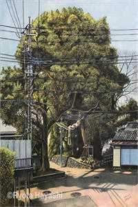 彼岸无花渡无舟沈昭宁谢璟行全局