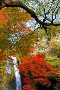 老公偷偷跟寡嫂结婚给她拿绿卡后，他悔疯了在线看