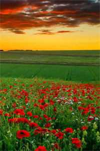 梦醒不见去年春楚鸢沈世尧全文