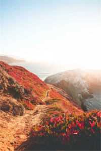 风起时，花落成殇完结文